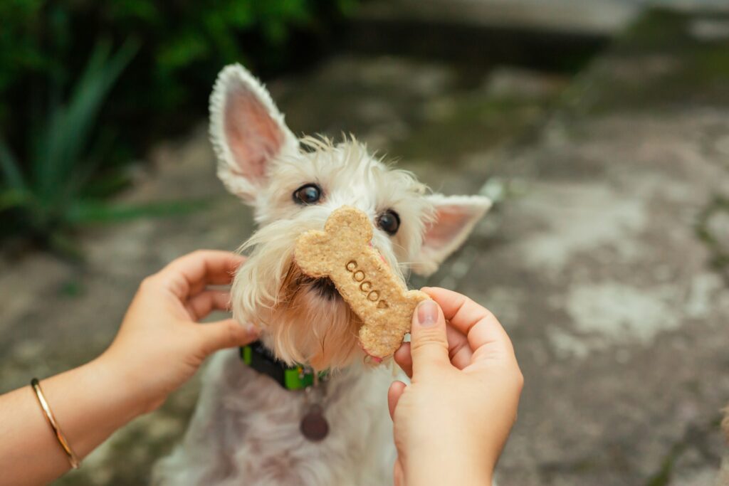 dog treat